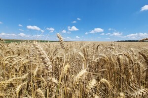 Pšenica pred žetvu, polja oko Berka