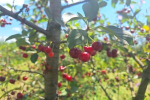 Berba višnje u Jakovcu