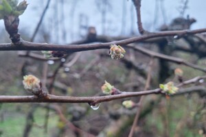 Bolesti i štetočine jabuke