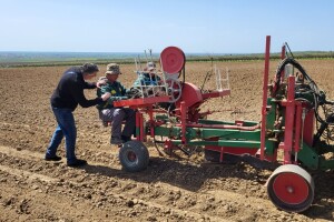 Sadnja vinograda u Erdutu