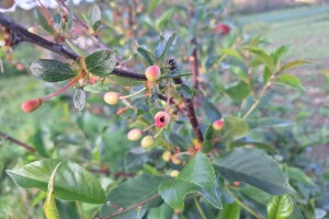 Mraz ostavio posledice u voćnjacima