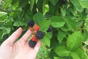 Kupina - kvalitet i prinos