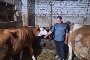 Gazdinstvo Gradiše Stojanovića - teljenje krave