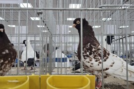 49. Međunarodni sajam peradarstva, Sombor