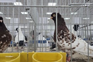 49. Međunarodni sajam peradarstva, Sombor