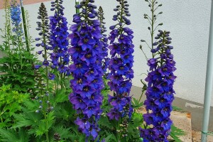 Muris Pašanović: Delfinijum je kralj cvijeća, a nije ga teško uzgajati