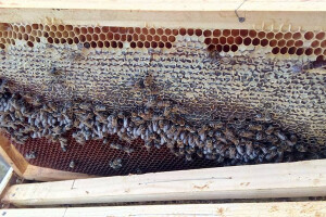 Pčelarska kuća Fazlić