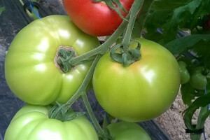 Benjamin Crljenković iz Sanskog mosta