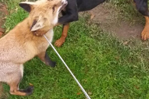 Mala princeza Ivana i njen lijać Teo