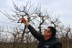 Strojna zimska rezidba u voćnjaku Stjepana Zorića