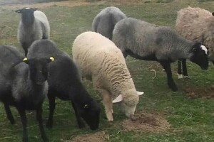 Beograd zamenili uzgojem romanovske ovce na selu