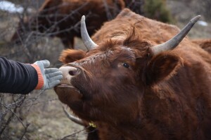 Ohran - Salers Ranch Gornji Vakuf