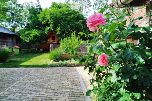 Cveće (dvorište  Ane i Daniela Pinćira)