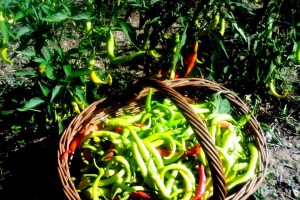 Fantastična zimnica iz organske bašte Slavice Petrušić