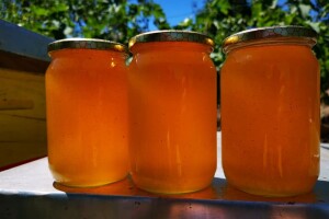 Pčelarstvo iz ugla mladih pčelara