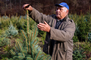 Proizvodnja božićnih drvaca kod Đure Japarića