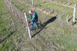 Zimska rezidba vinograda