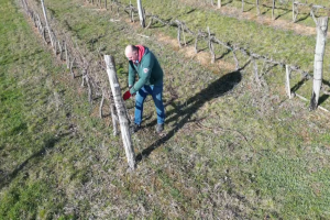 Zimska rezidba vinograda