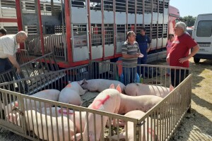 Stočni sajam u Benkovcu