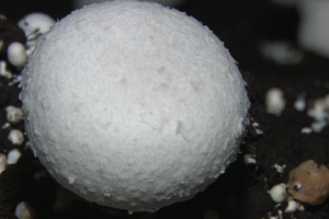 Proizvodnja šampinjona u Ugrinovcima