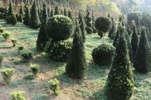 Uzgoj i oblikovanje šimšira na OPG Rešetar