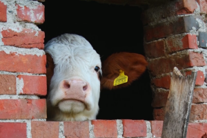 Farma mlečnih krava - Simićevo