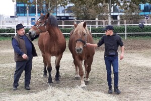 Farmica na Veterinarskom fakultetu - autohtone pasmine domaćih životinja