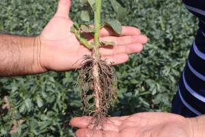 OPG Ponediljak - uzgoj boba