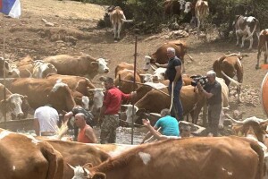 Spasena stoka na Suvoj planini