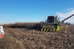 Pioneer P0943 najboji hibridi u Podrinju