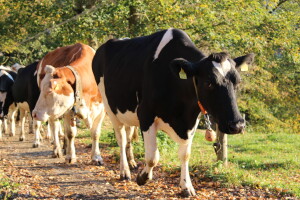 Biobertrieb Moarhof - ekološka farma