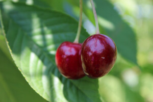 Voćnjaci Eurofruct, Rumunjska