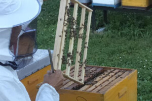 Pčelar iz Velike Kladuše