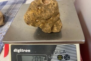 Istarski bijeli tartuf