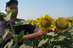 Syngenta: Kako prepoznati original pakovanje seme suncokreta