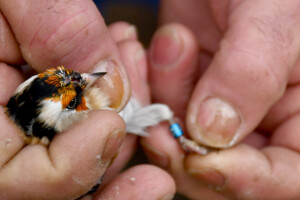 Zaštićene ptice češljugari nađene u stanu u Prokuplju
