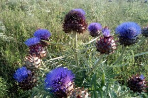 Proizvodnja artičoke u podnožju Suve planine