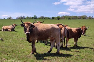 Farma sretnih krava na Krbavskom polju