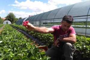 Asad Jelešković: Uzgoj jagode je veoma isplativ