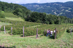 Organska malina u Krupnju ima dobru cenu