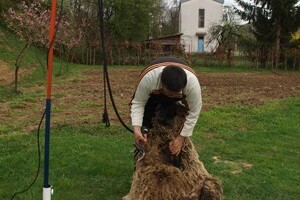 Bowenova tehnika šišanja ovaca