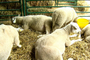 Ivan Ilić - Od ovčarstva se može živeti u Srbiji