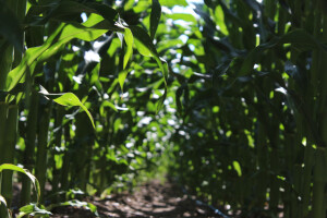 Najveća farma u EU, Agricost