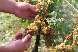 Olujno nevrijeme u Požeštini