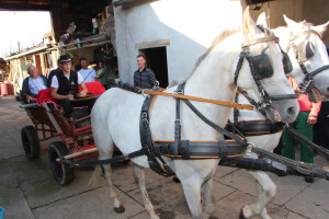 Konjskim zapregama u berbu grožđa