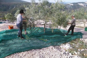 Maslinarstvo u Hercegovini