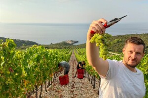 Berba grožđa u Dalmaciji