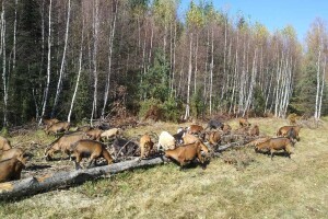 Farma koza iz rogatičkog sela Borike