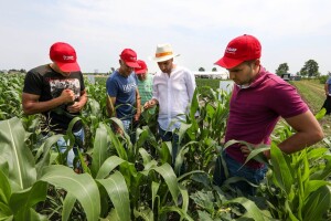 BASF Dani polja u Đurđinu i Pančevu