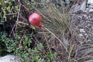 Sirup od šipka tradicionalna moderna  namirnica